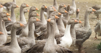 Influenza aviaire hautement pathogène H5N8 : passage en risque modéré