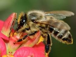 Recutement de vétérinaires mandatés en apiculture et pathologies apicoles 