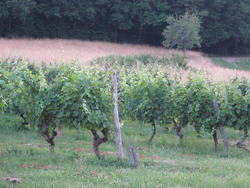 Un accord pour accélérer la gestion des effluents viti-vinicoles