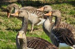 Points de situation sur l'influenza aviaire en Charente 